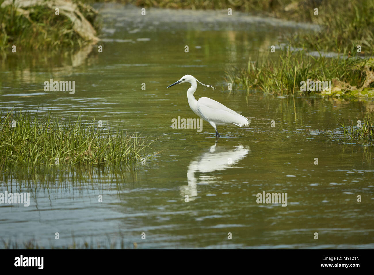 Little Egret (Egretta Garzetta) standing searching for its next meal in a wetland, England, UK Stock Photo