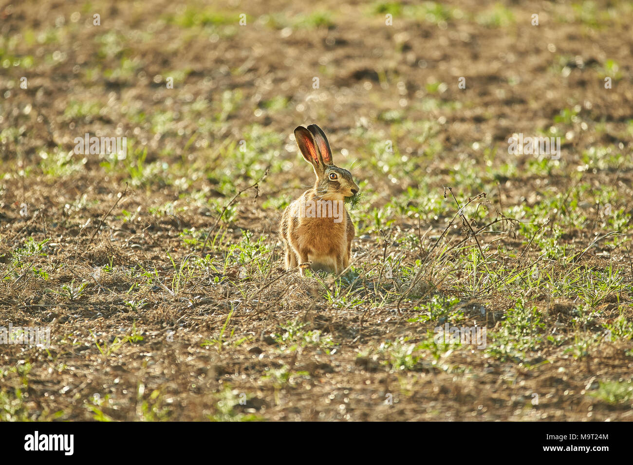 European Brown Hare (Lepus Europaeus) in a field looking startled and woundering what to do next, England, UK Stock Photo