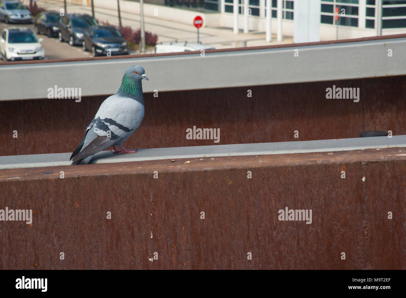 Pigeon. Stock Photo