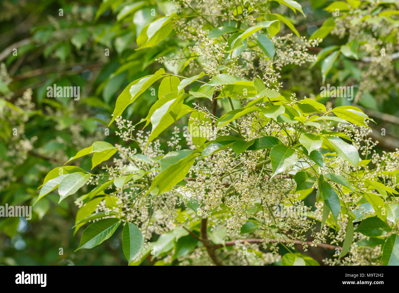 Flowers and leaves of para rubber tree Stock Photo Alamy