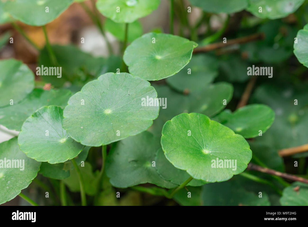 Water clover Stock Photo