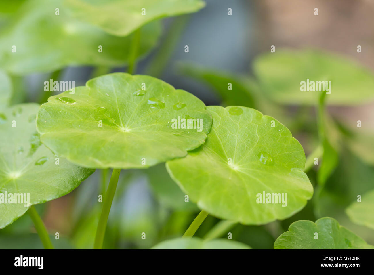 Water clover leaves with water drops Stock Photo