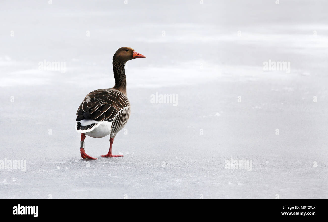 Greylag goose on frozen lake outdoor Stock Photo