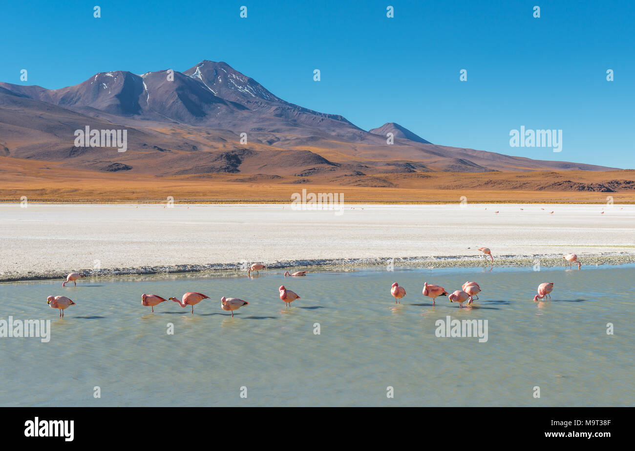 The Canapa Lagoon with many James' and Chilean flamingos feeding on algae and microscopic shrimps with their beak that functions as a filter, Bolivia. Stock Photo