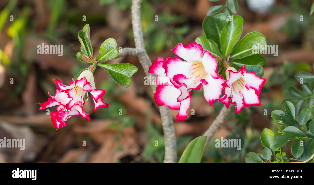 Mock Azalea Pink and write Adenium obesum (Desert Rose; Impala Lily; Mock Azalea ...