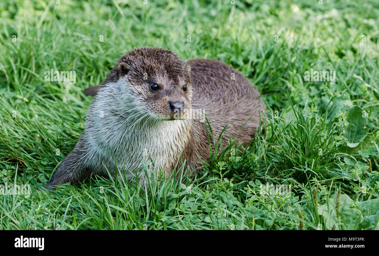 Hairy nosed otter hi-res stock photography and images - Alamy