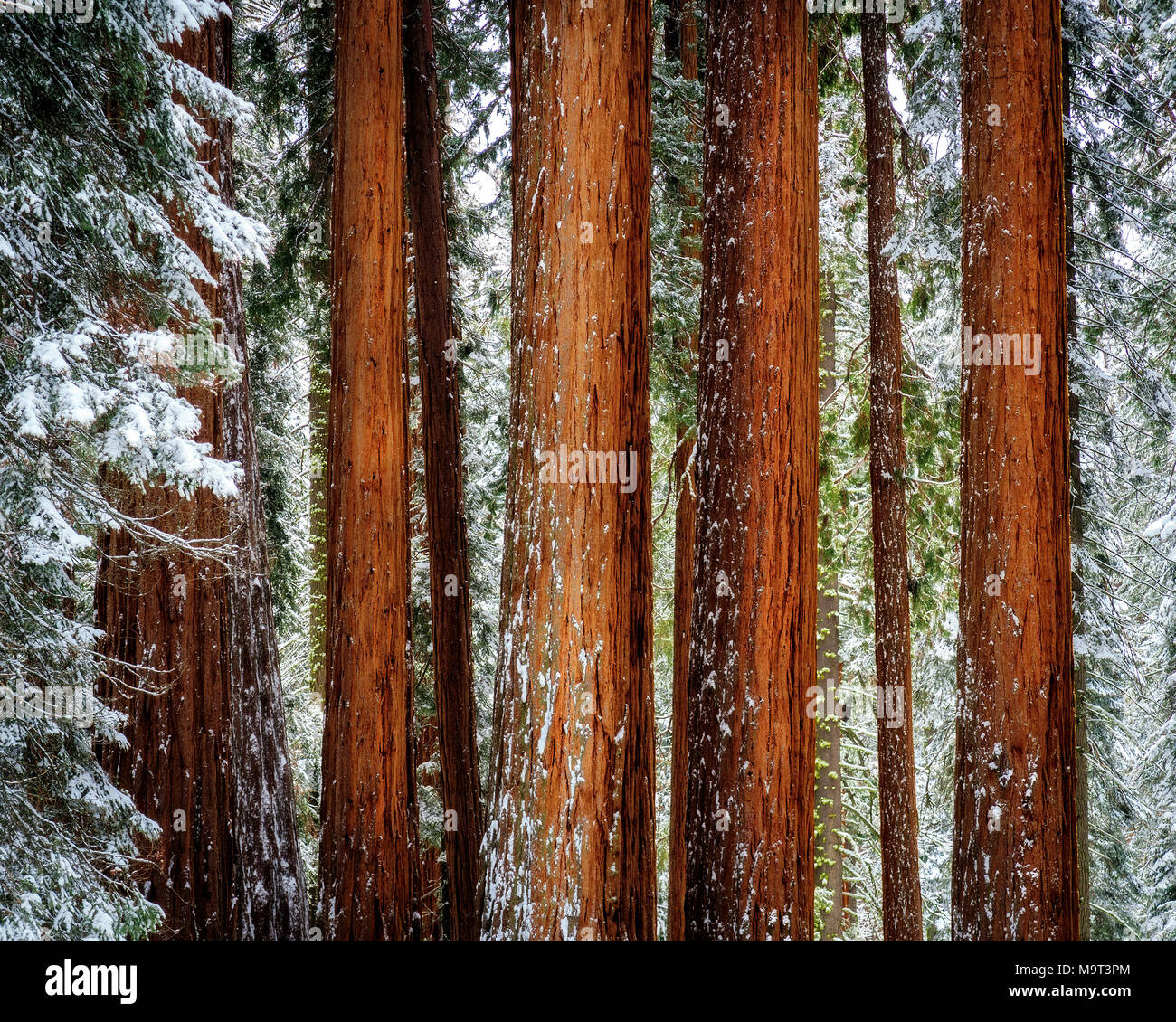 A cluster of giant sequoias on a sunny, snowy morning in Sequoia National Park Stock Photo