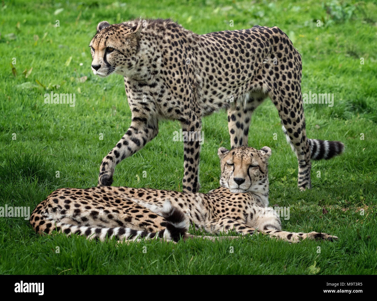 A pair of Cheetahs on the grassland Stock Photo