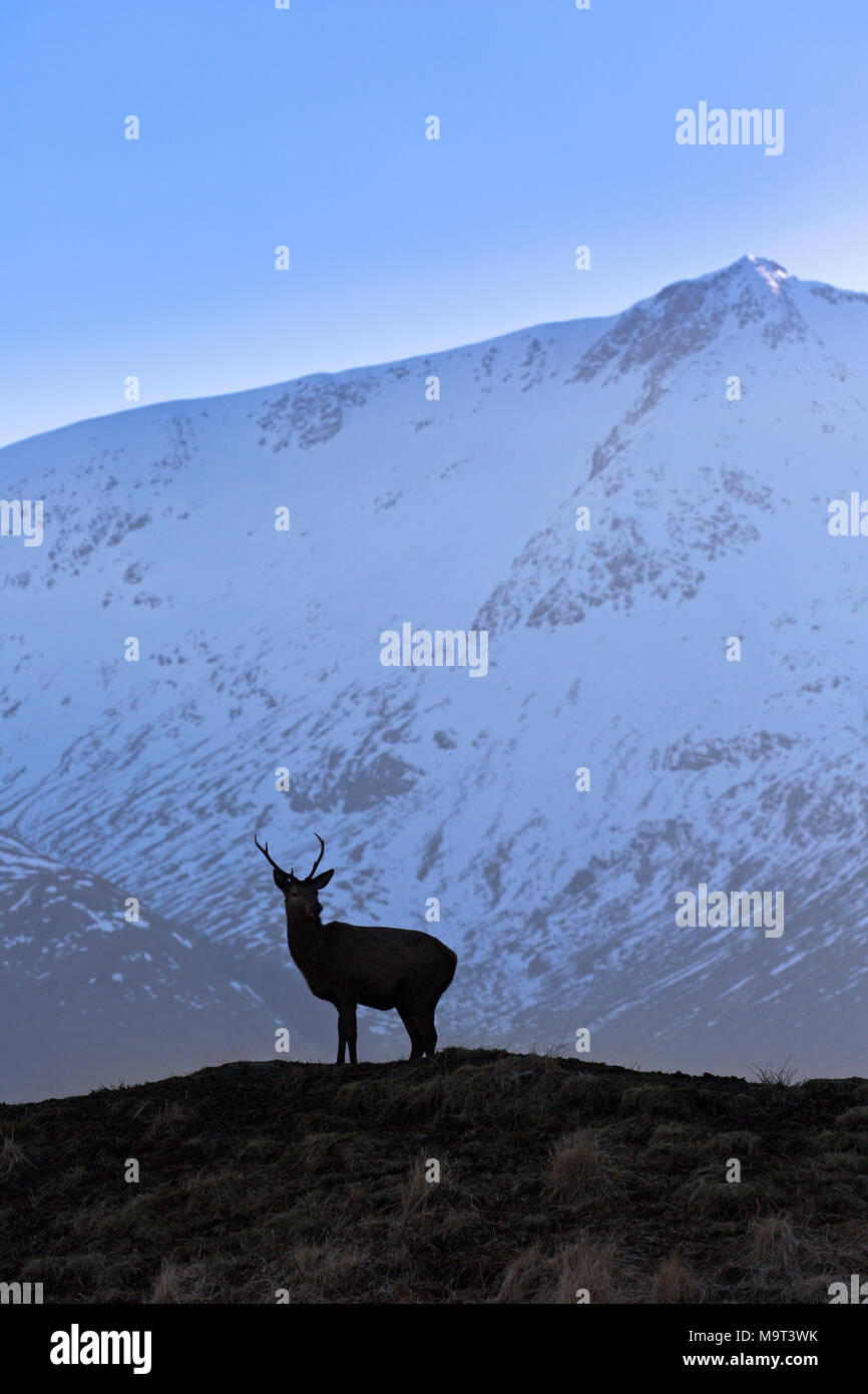 Silhouette of red deer stag / male (Cervus elaphus) on moorland in the hills in winter in the Scottish Highlands, Scotland, UK Stock Photo