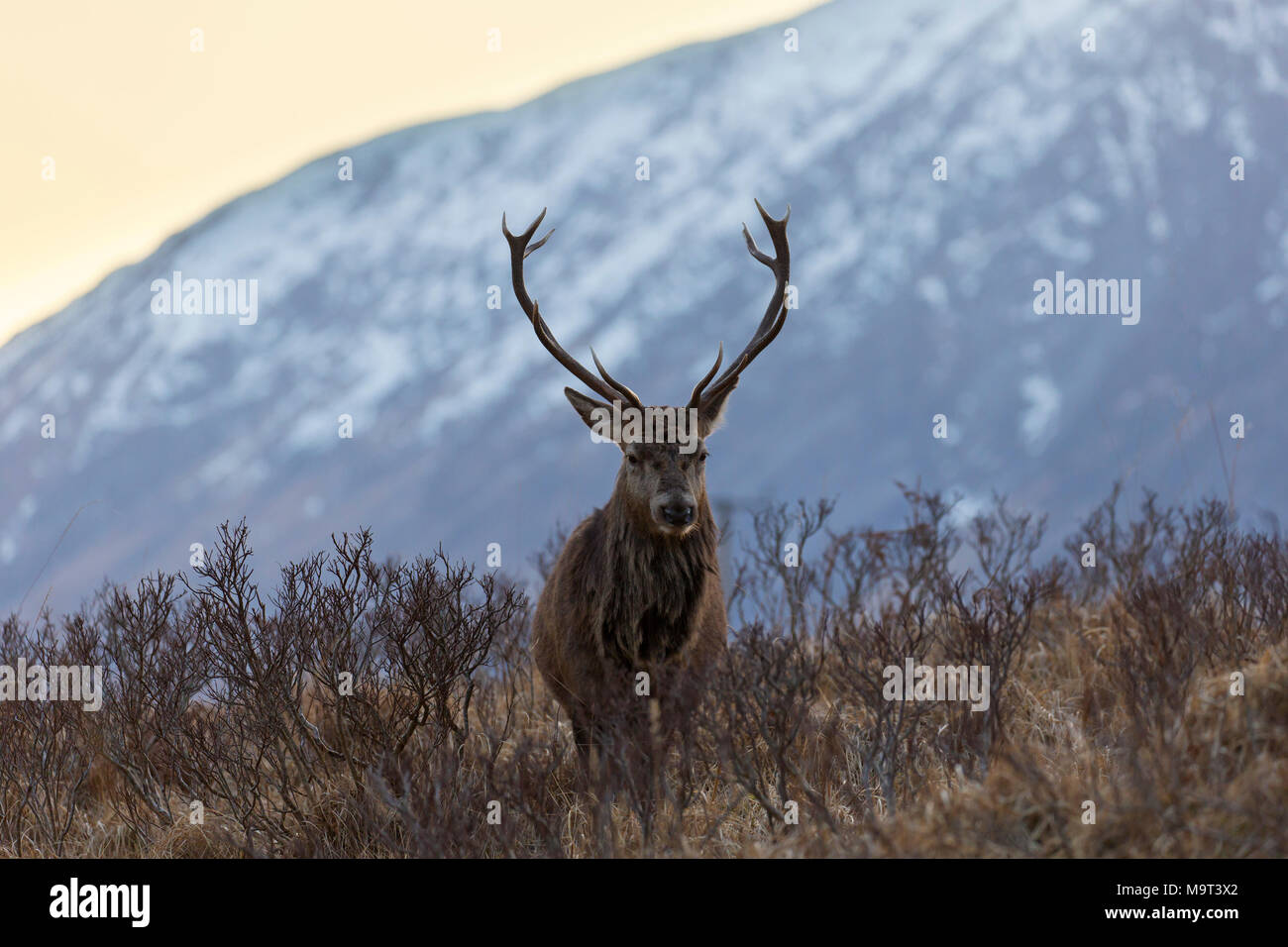 Red deer stag / male (Cervus elaphus) on moorland in the hills in winter in the Scottish Highlands, Scotland, UK Stock Photo