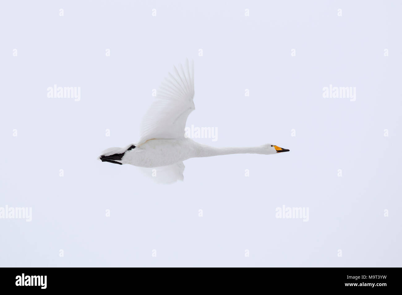 Whooper swan (Cygnus cygnus) in flight in winter Stock Photo