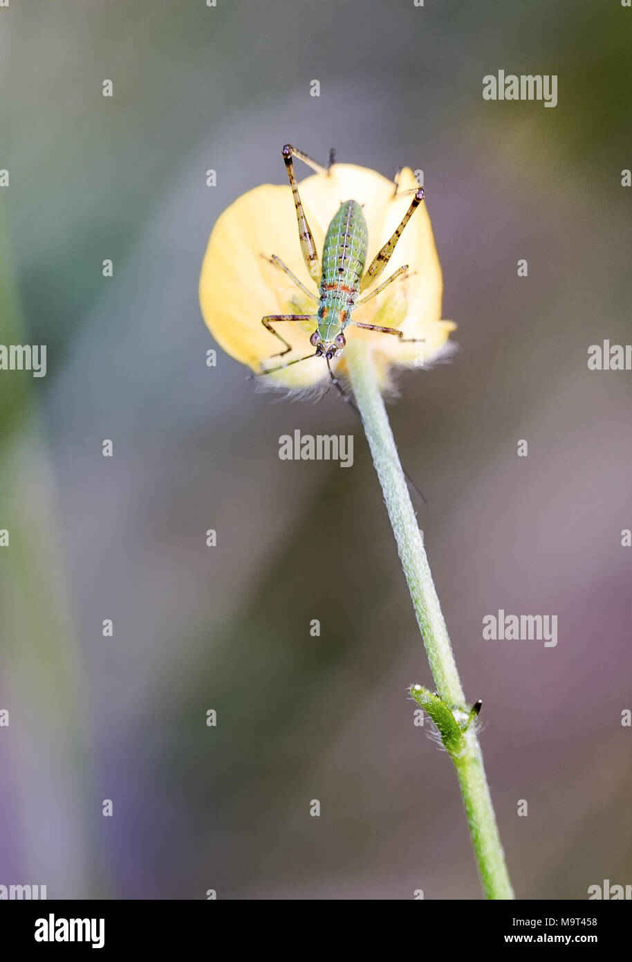 Insect perspective High Resolution Stock Photography and Images - Alamy