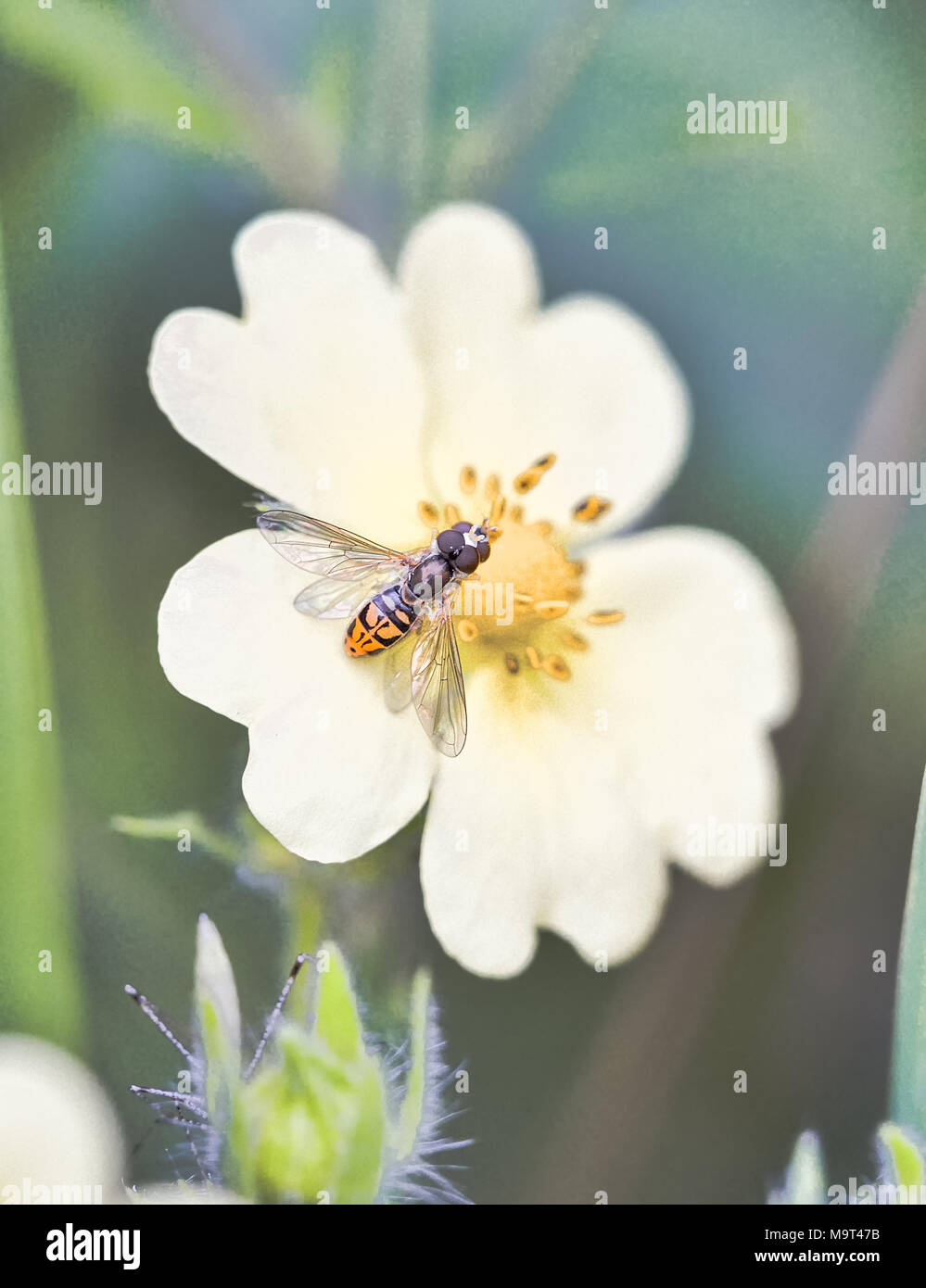 A Syrphid pair Stock Photo