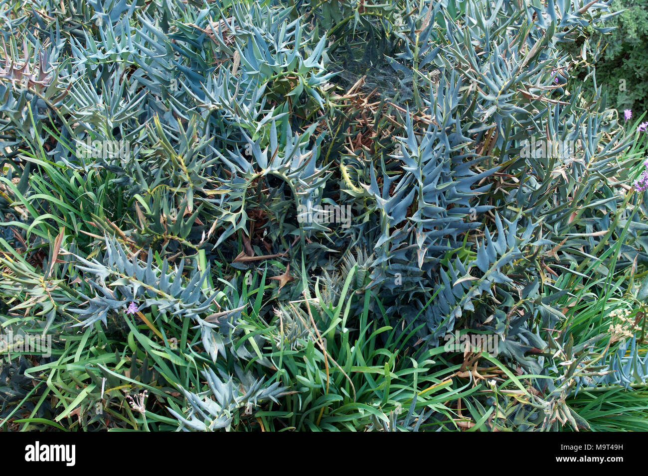 Eastern Cape Blue Cycad plant Encephalartos horridus growing in scrubland in Johannesburg South Africa Stock Photo