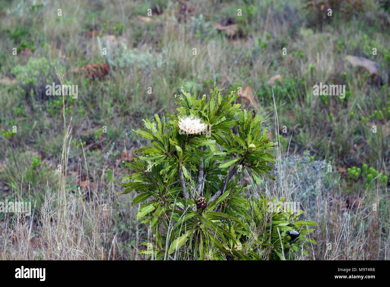 Protea sugarbush suikerbos growing wild in the Kruger National Park, Mpumalanga, South Africa, near to the Mozambique border Stock Photo