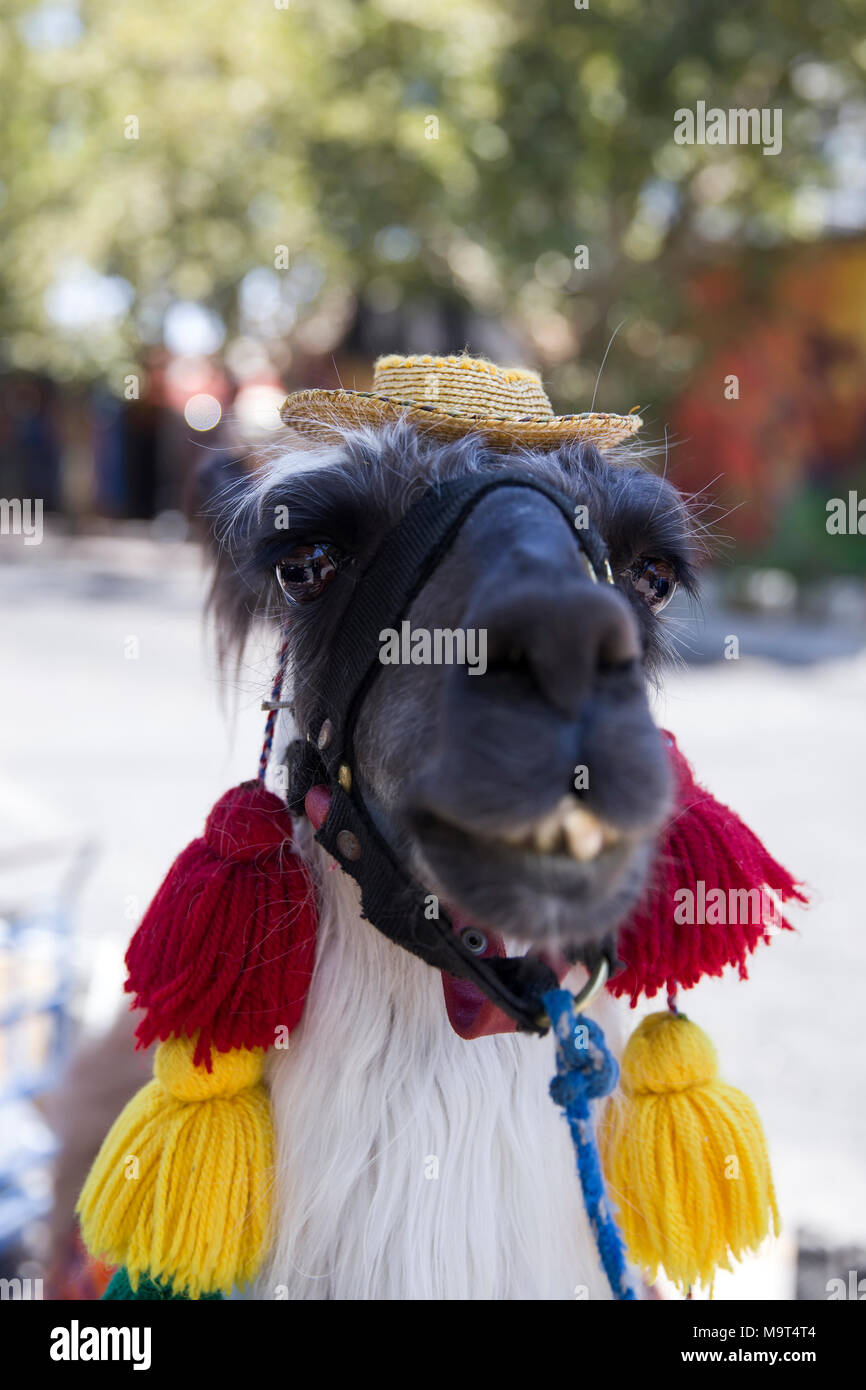 Decorated llama on the street of Santiago de Chile Stock Photo Alamy
