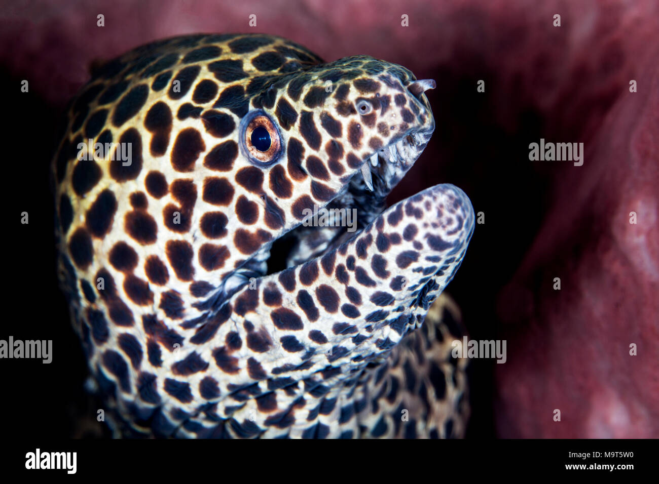 Laced moray, leopard moray, tessellate moray  or honeycomb moray's head close up Stock Photo
