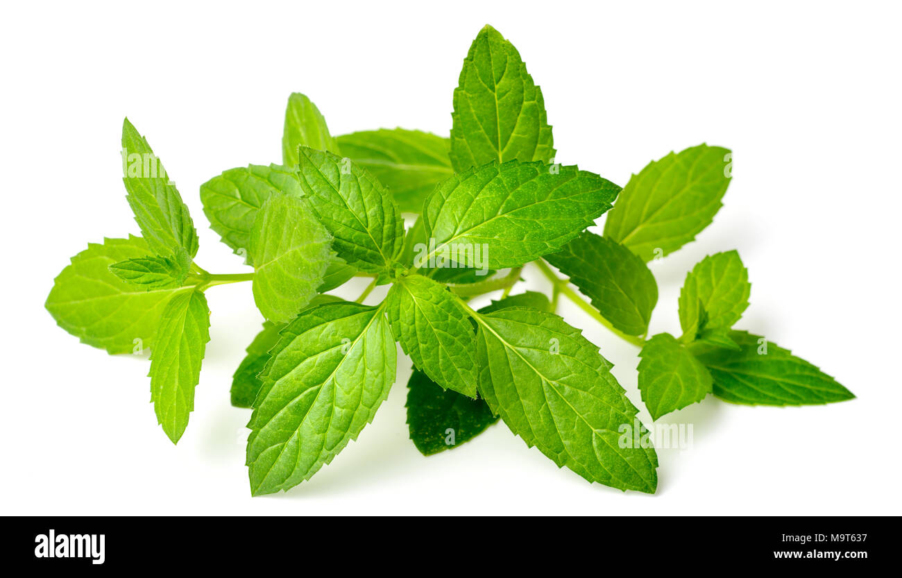 fresh herb, fresh peppermint isolated on white background Stock Photo
