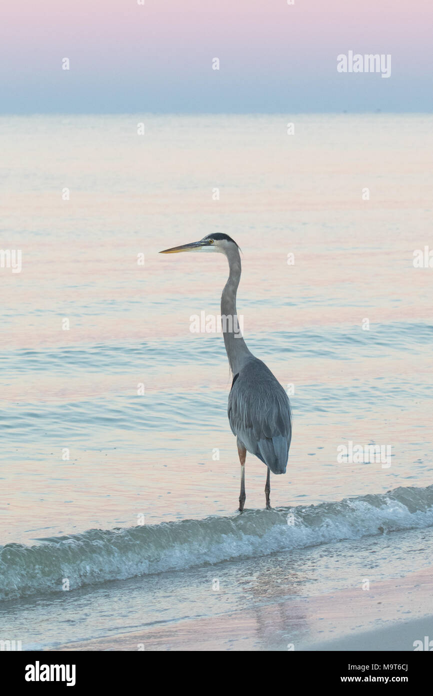 Early morning great blue heron foraging along the edge of the Gulf of Mexico. Stock Photo
