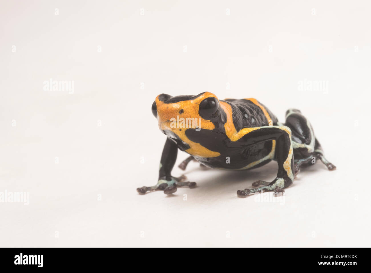 A wild red headed poison frog (Ranitomeya fantastica) photographed isolated on a white background. Threatened by the illegal pet trade & habitat loss Stock Photo