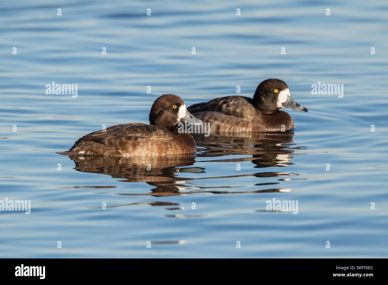 Bluebill Duck High Resolution Stock Photography and Images ...