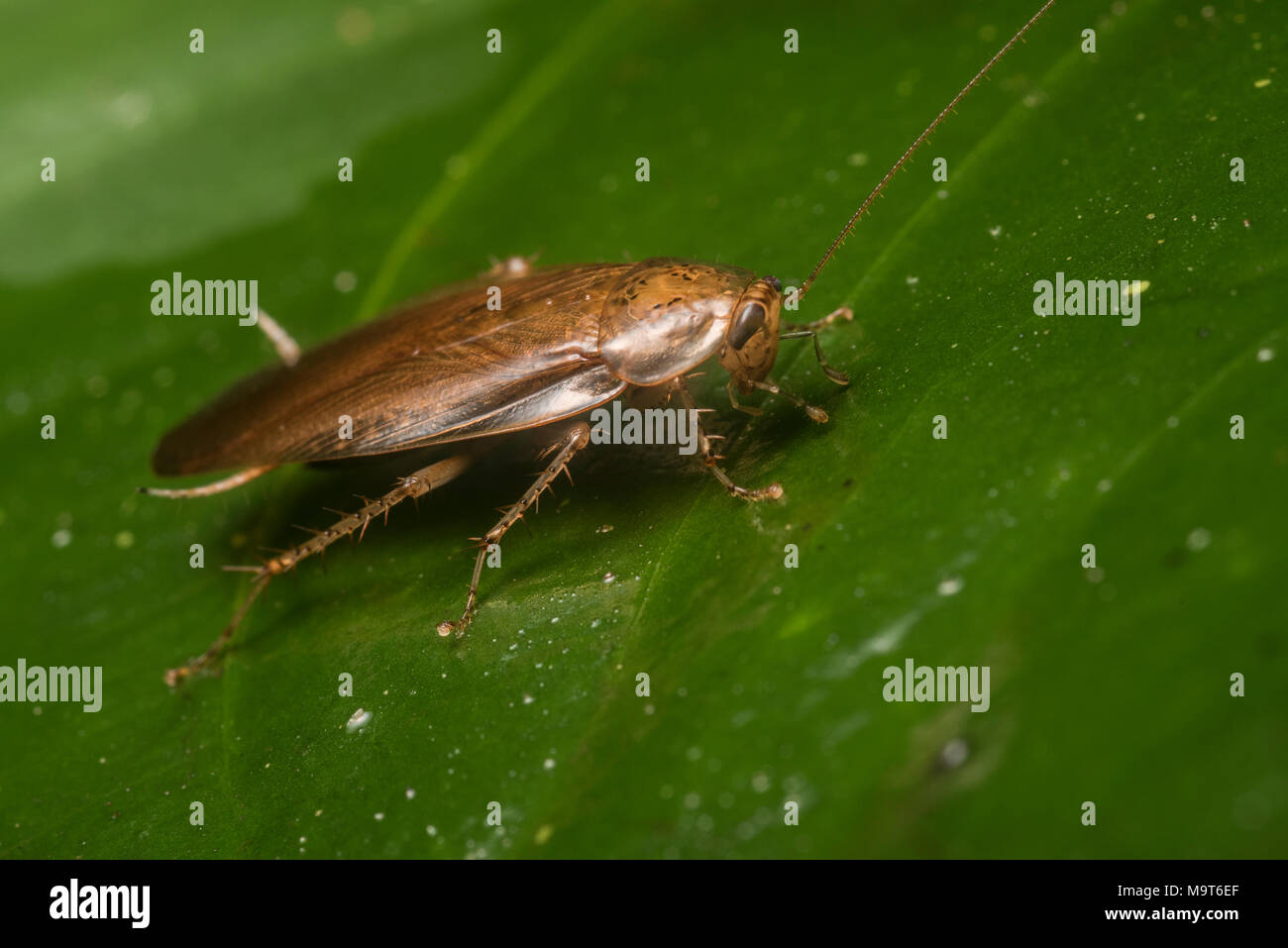 A roach from the Peruvian jungle. Stock Photo