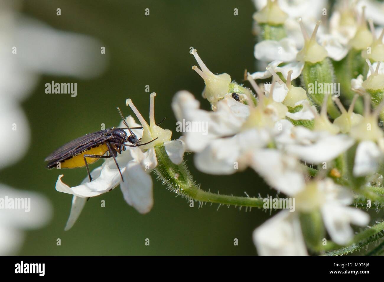 Darkwinged fungus gnat (Sciara hemerobioides) feeding on Common