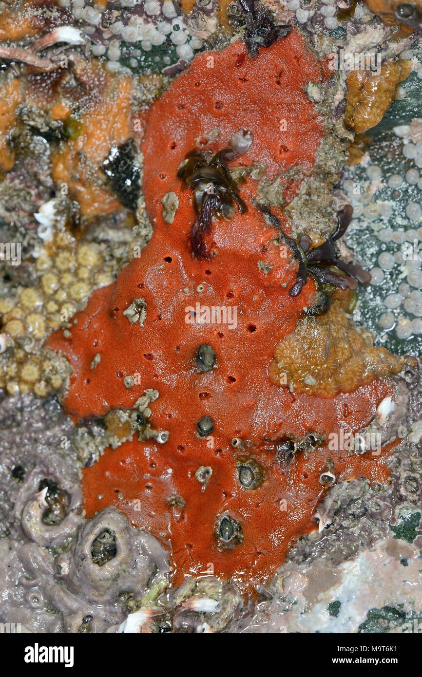 Encrusting sponge (Ophlitaspongia papilla) on intertidal rocks exposed on a low spring tide, Cornwall, UK, April. Stock Photo