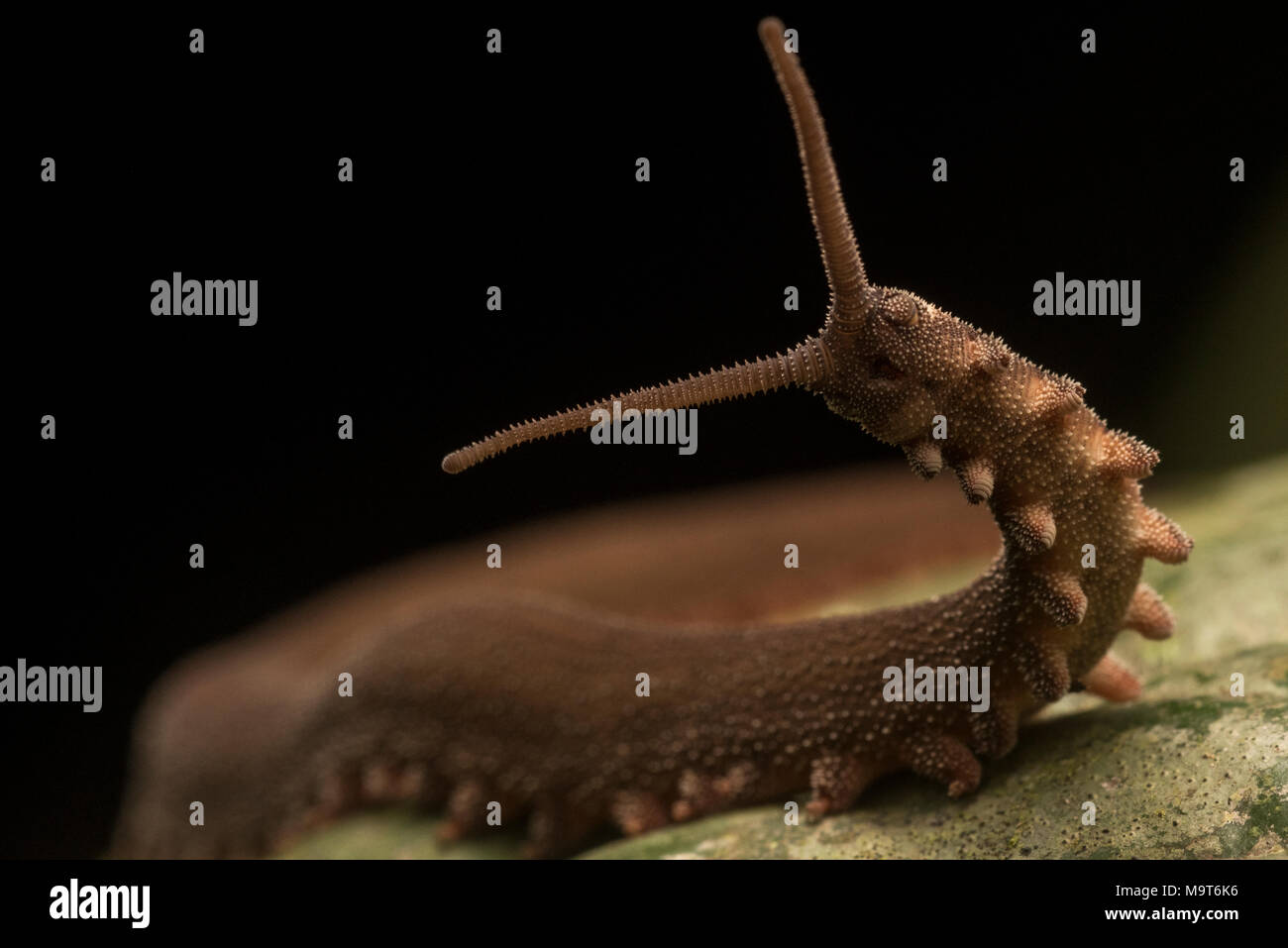An extremely strange, odd, and primitive animal; this is a velvet worm.  This species from Peru is in the Oroperipatus genus. Stock Photo