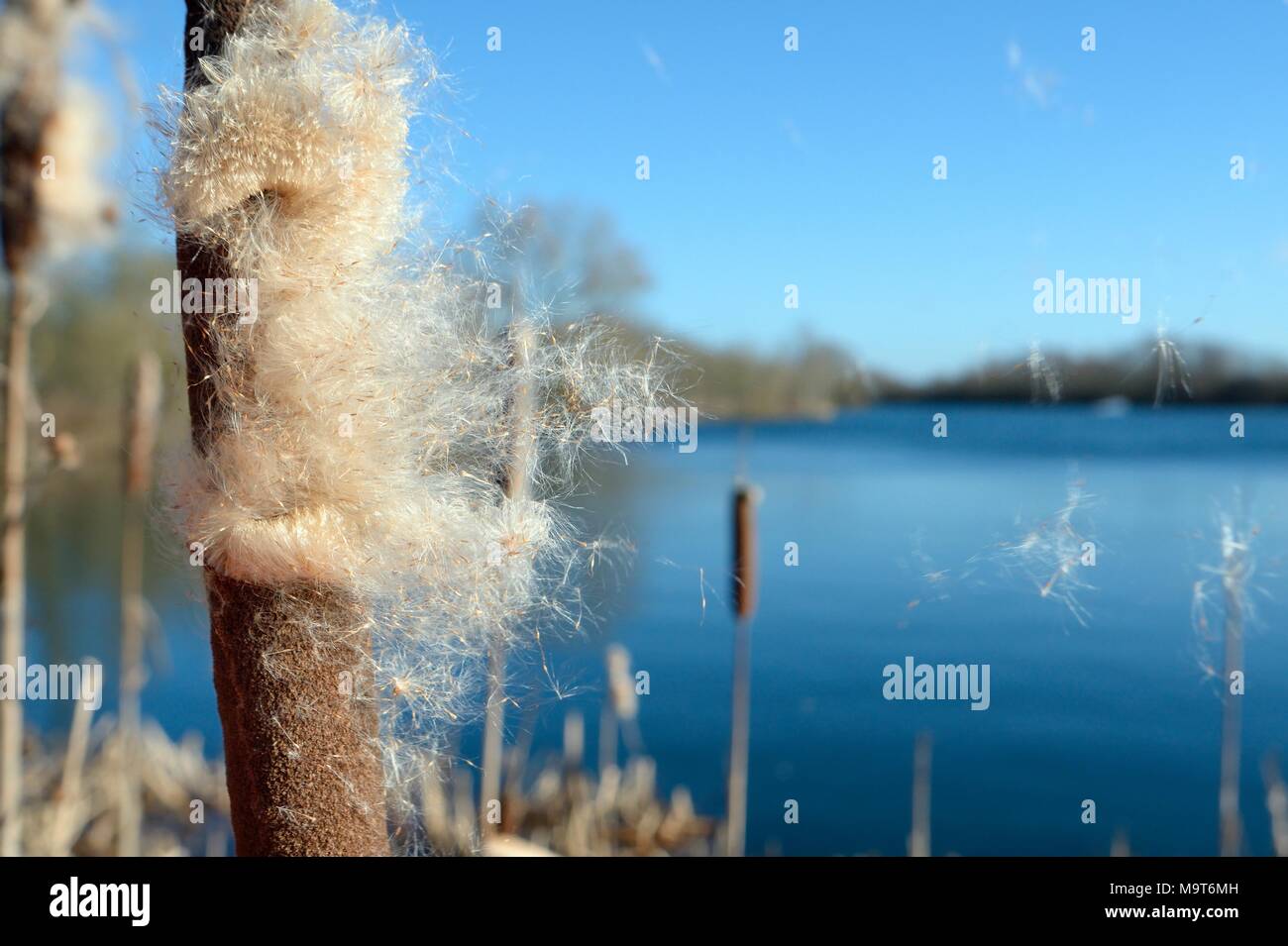 Seeds being blown from seedheads of Greater Bullrush / Reedmace (Typha latifolia) by a breeze in winter, Cotswold Water Park, Wiltshire, UK, January. Stock Photo
