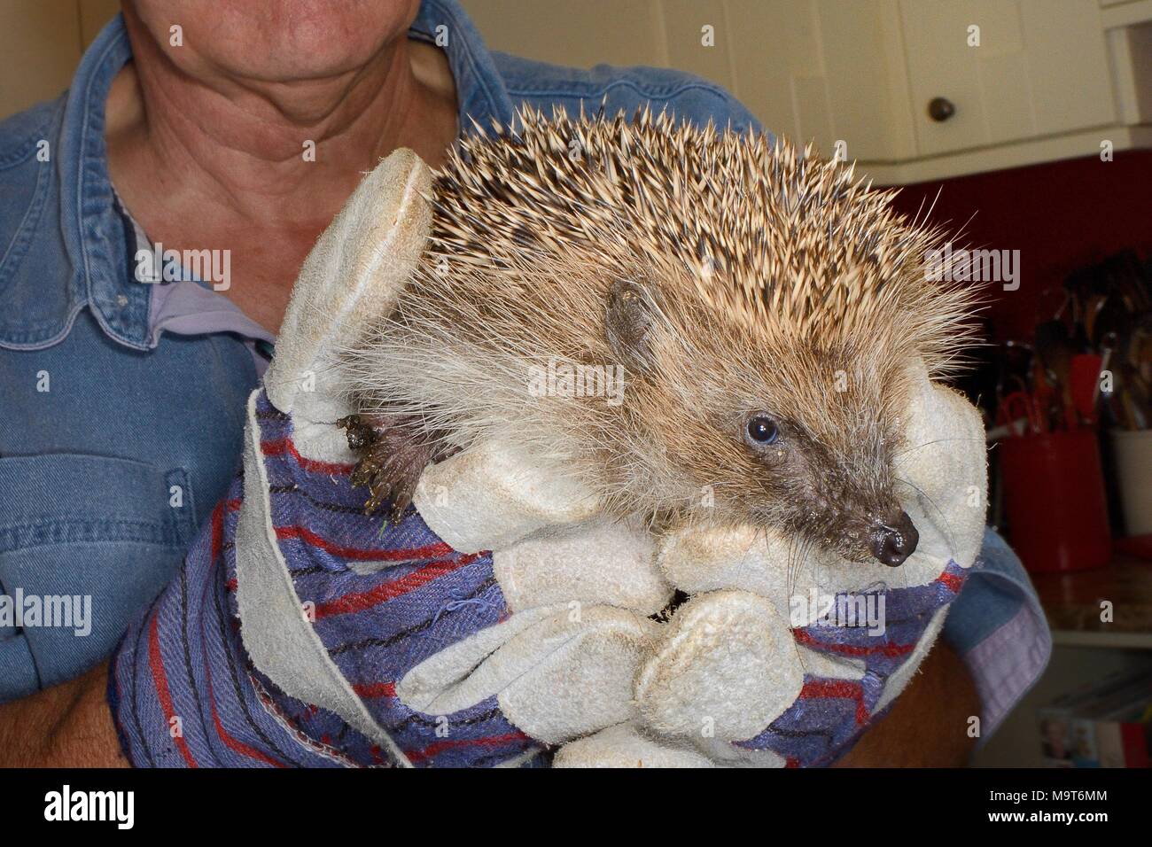 Hedgehog (Erinaceus europaeus) held before having Hedgehog ticks (Ixodes hexagonus) removed, Chippenham, Wiltshire, UK, August. Stock Photo