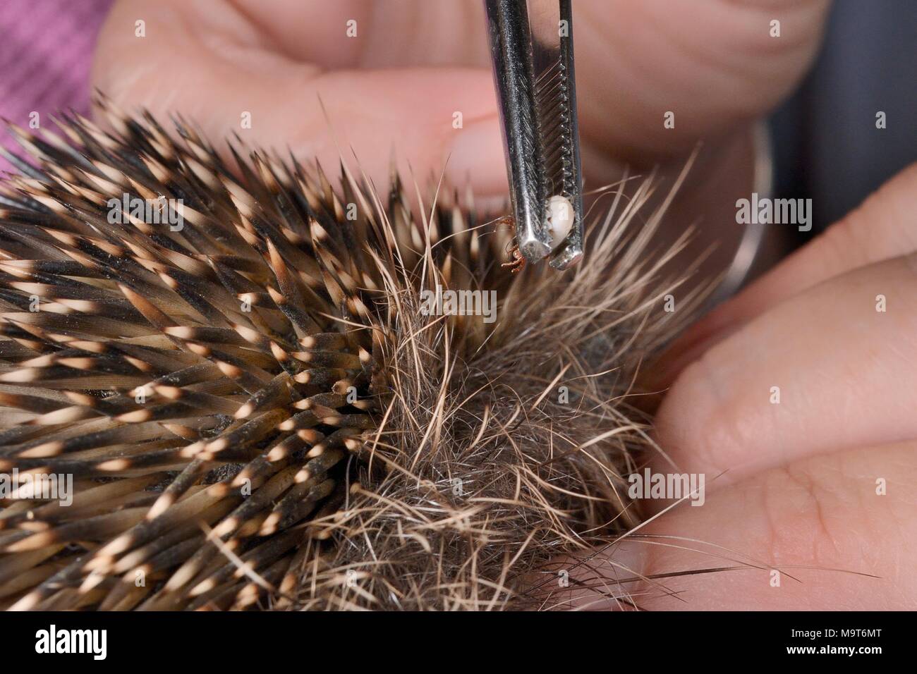 Hedgehog tick (Ixodes hexagonus) removed from a Hedgehog (Erinaceus europaeus) with tweezers, Chippenham, Wiltshire, UK, August. Stock Photo