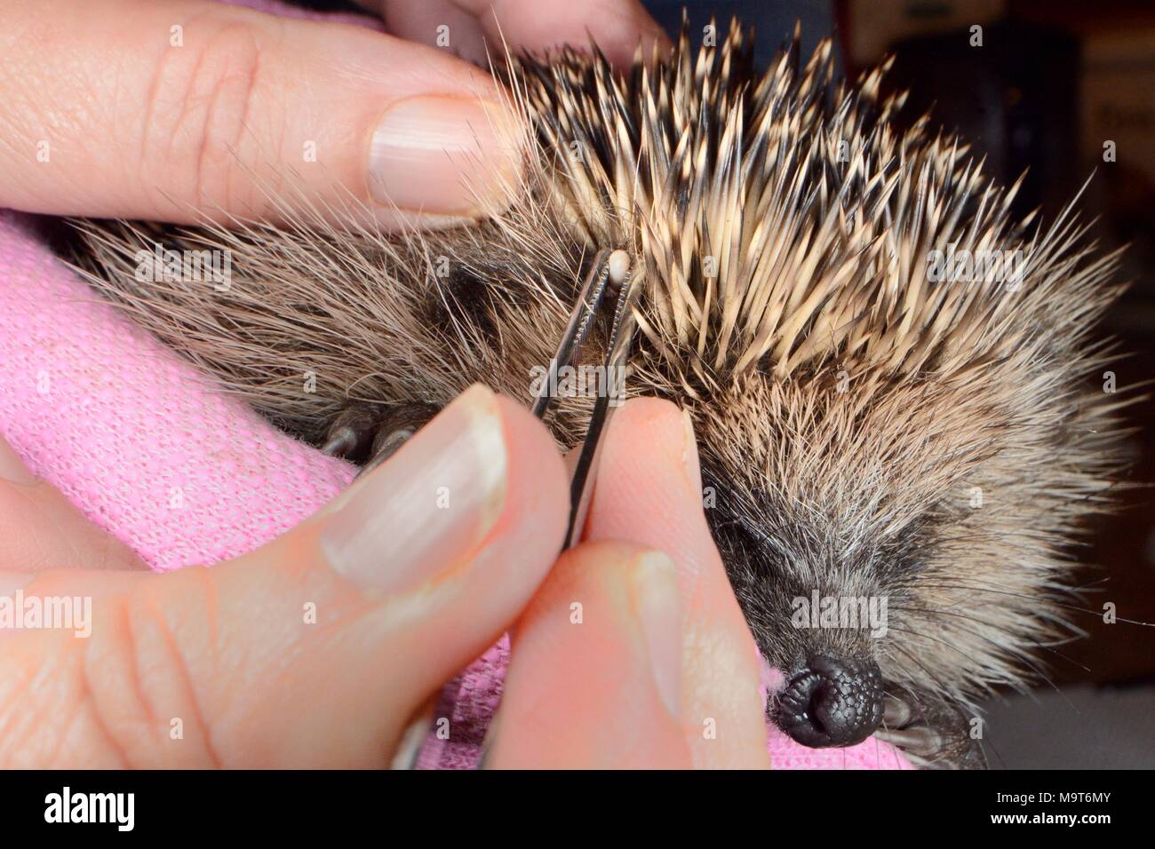 Hedgehog tick (Ixodes hexagonus) removed from a Hedgehog (Erinaceus europaeus) with tweezers, Chippenham, Wiltshire, UK, August. Stock Photo