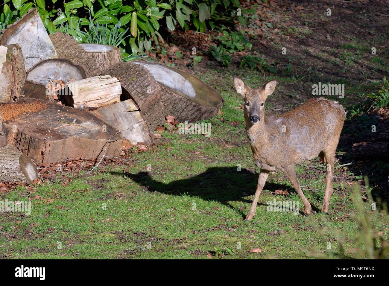 Roe deer (Capreolus capreolus) doe visiting a garden in morning sunlight to graze, walking past a wood pile and casting a shadow, Wiltshire, UK, March Stock Photo