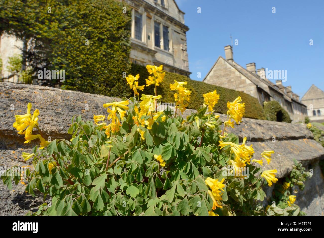 Yellow corydalis / Yellow fumitory (Pseudofumaria lutea / Corydalis lutea), flowering on a wall, Bradford-on-Avon, Wiltshire, UK. Stock Photo