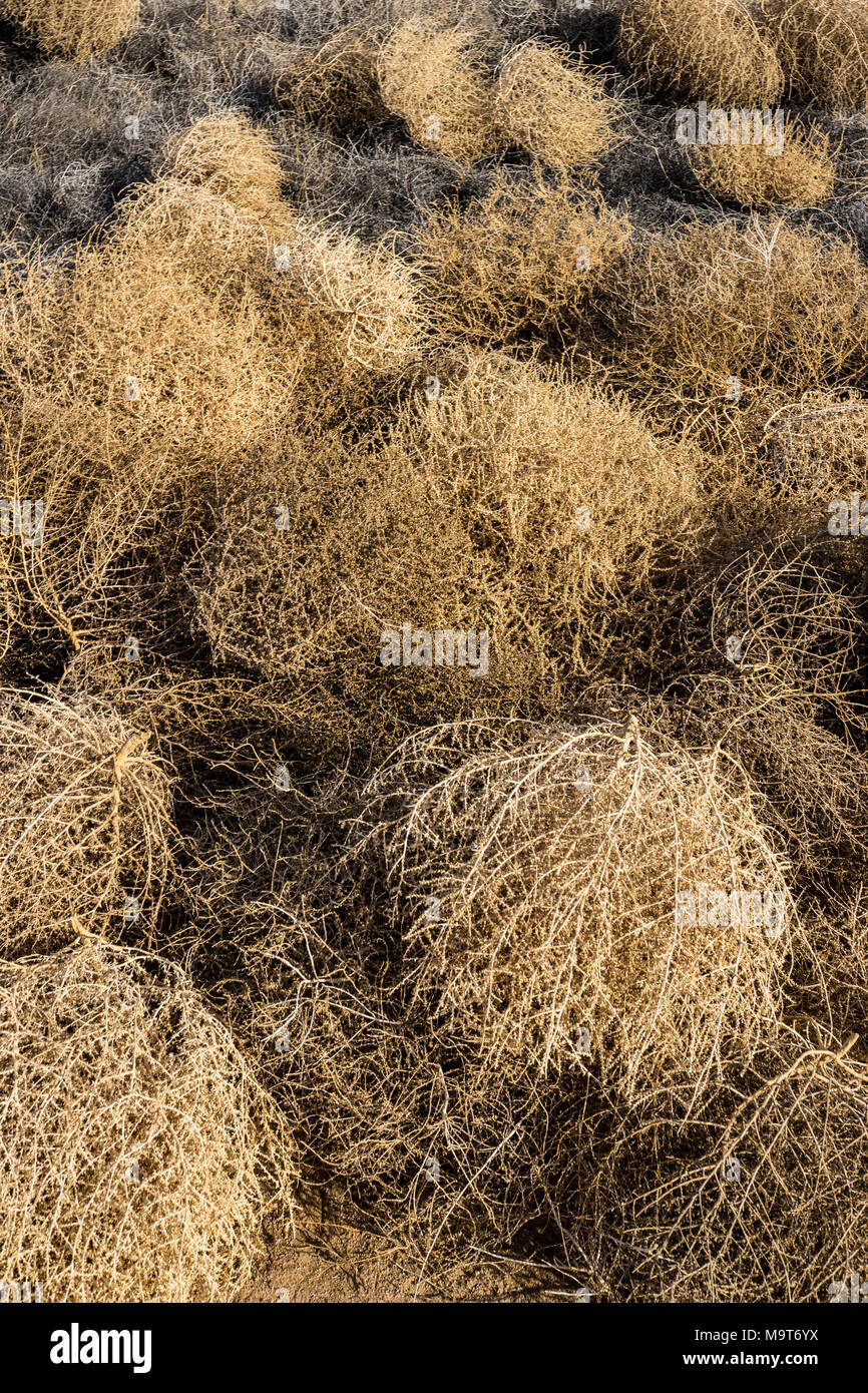 Wild West Tumbleweed Stock Photos & Wild West Tumbleweed Stock Images