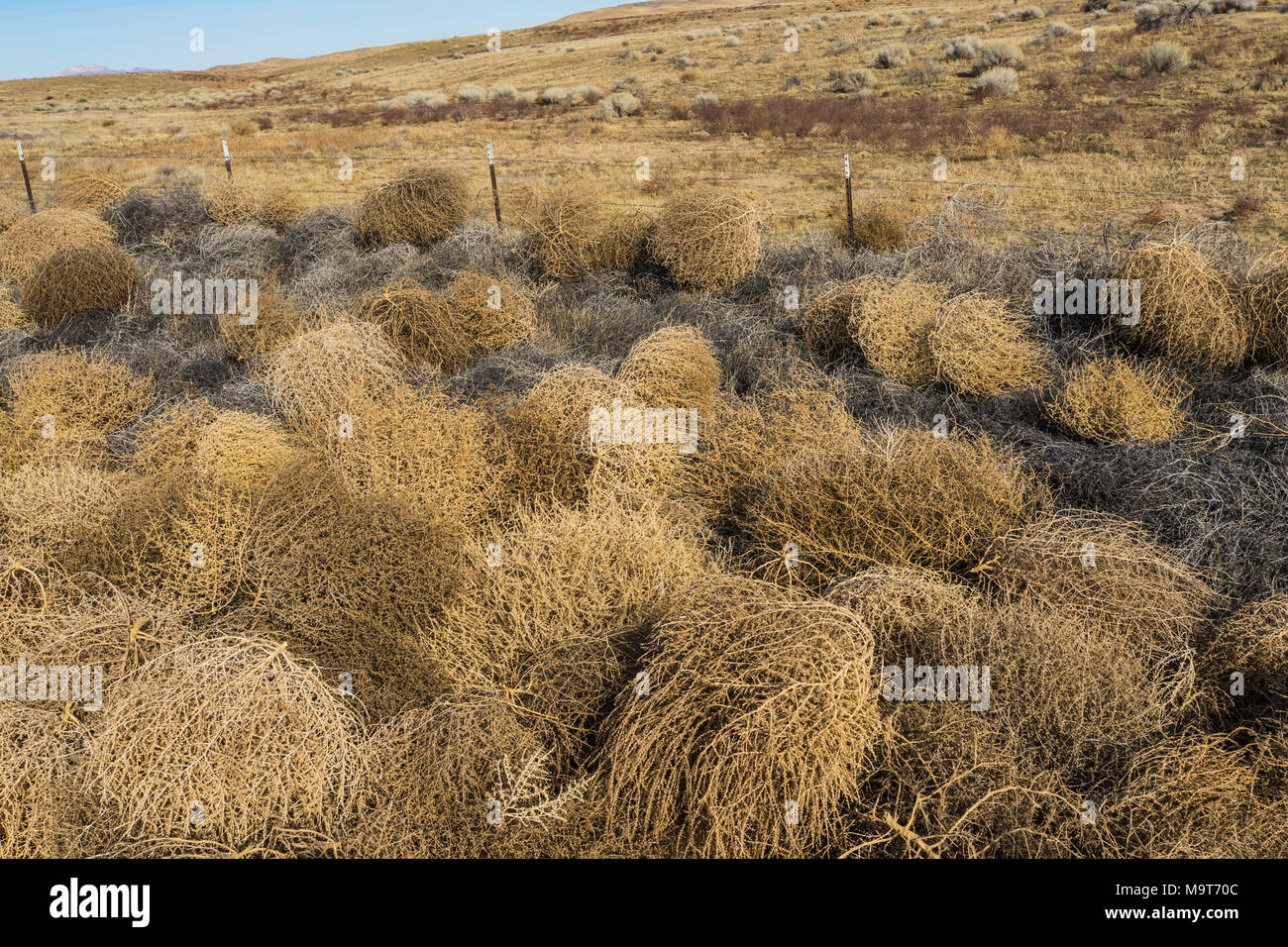 Tumbleweeds Are Piling Up Across the Plains - The New York Times