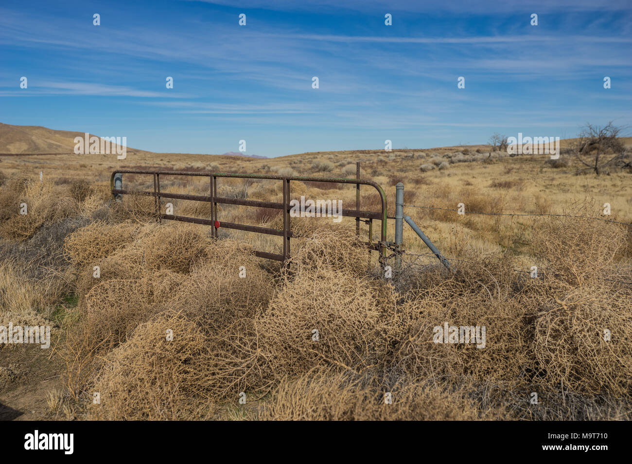 Herbicide-resistant tumbleweed invades High Plains - Texas Farm Bureau