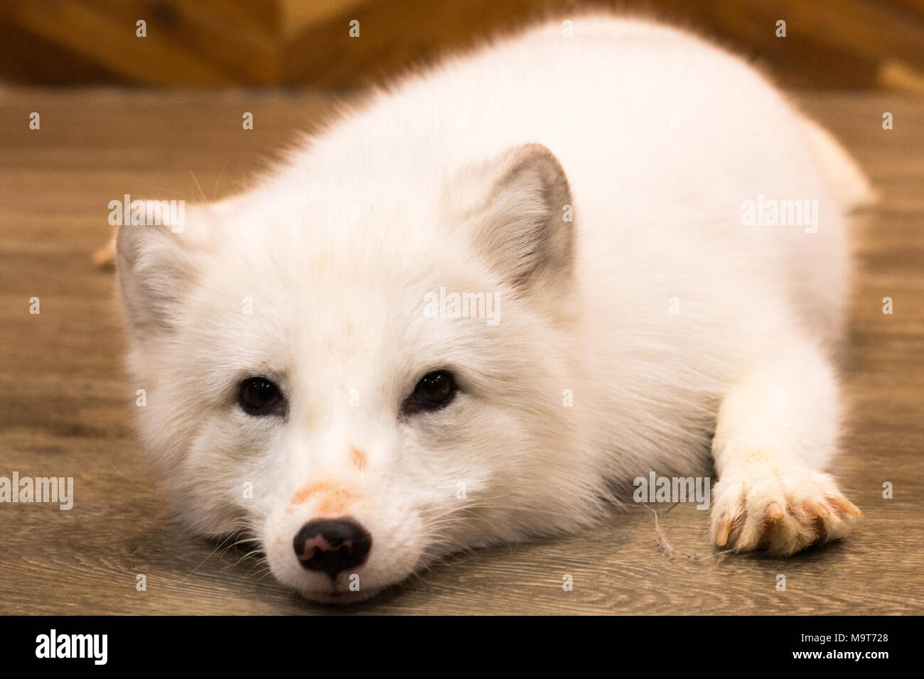 snow dog cost