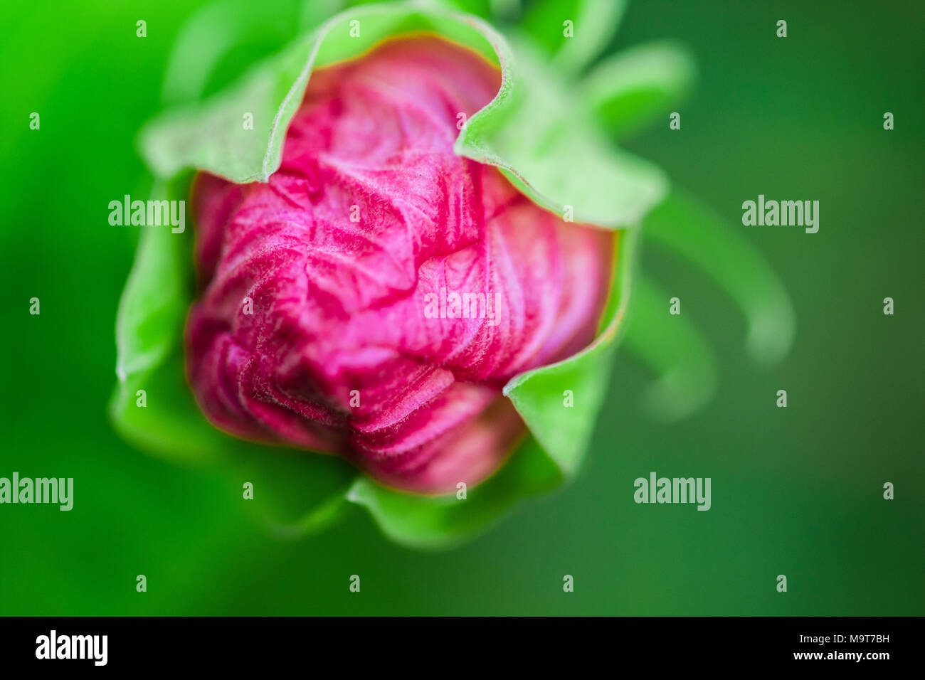 Hibiscus moscheutos of Malvaceae family. Blooming flower close up. Floral background. Shallow depth of field. Stock Photo