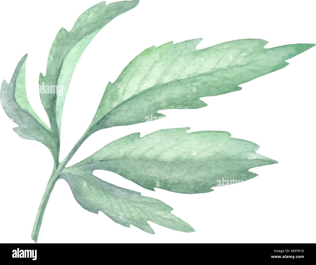 The isolated Watercolor green leaf plant decoration on white background Stock Vector