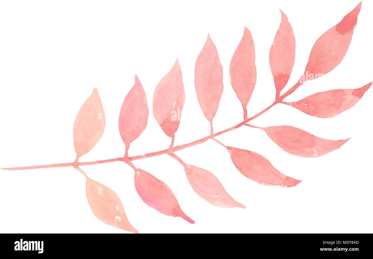 The isolated pastel pink leaf on white background Stock Vector Image ...