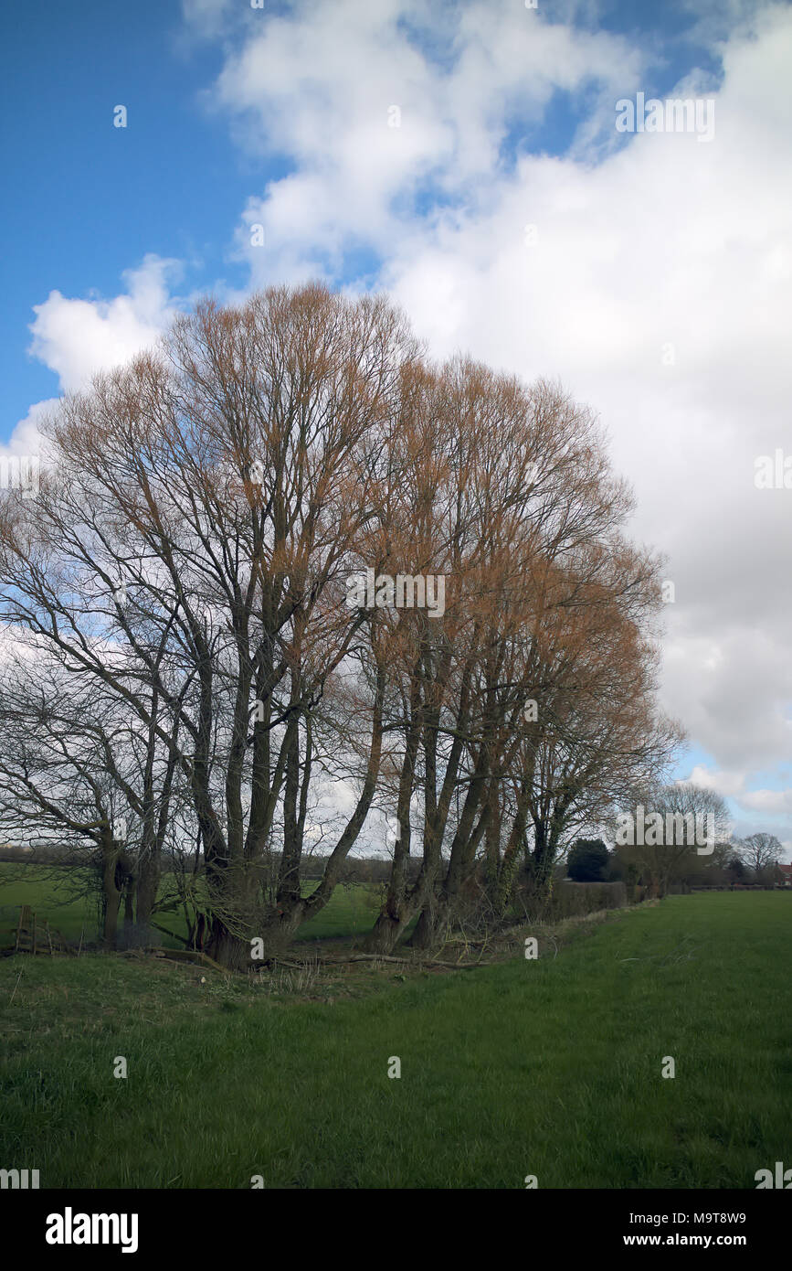 Salix fragilis the Crack Willow showing the pale orange canopy in late ...