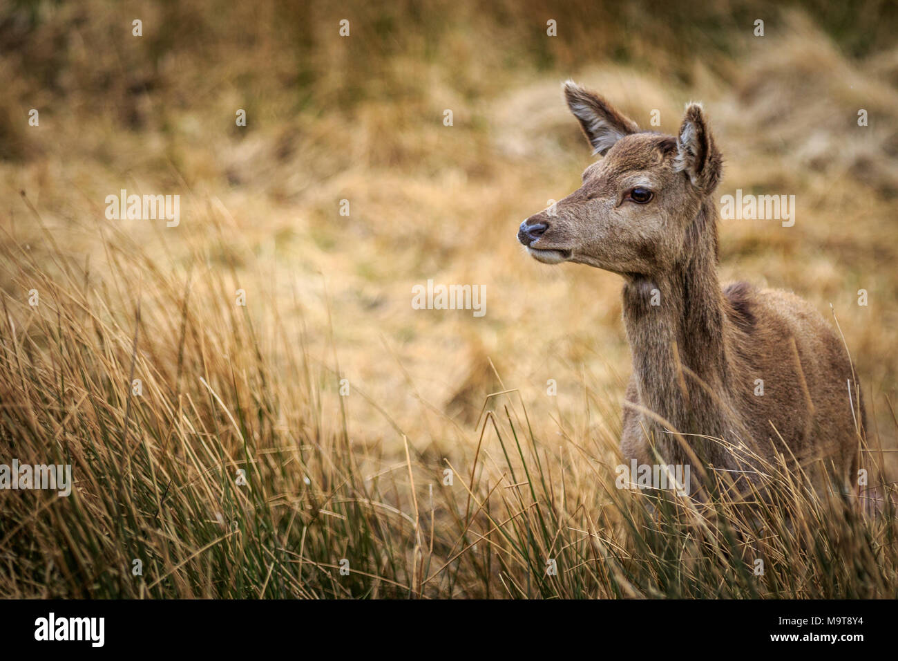 Red Deer looking alert in long grass. Stock Photo