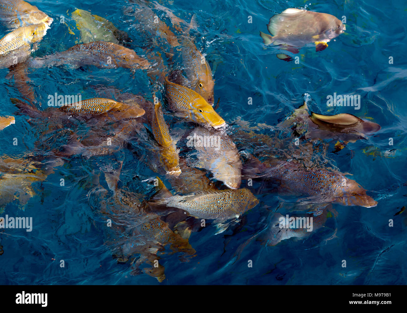 Large tropical fish feeding near the surface, near Michaelmas Cay, The