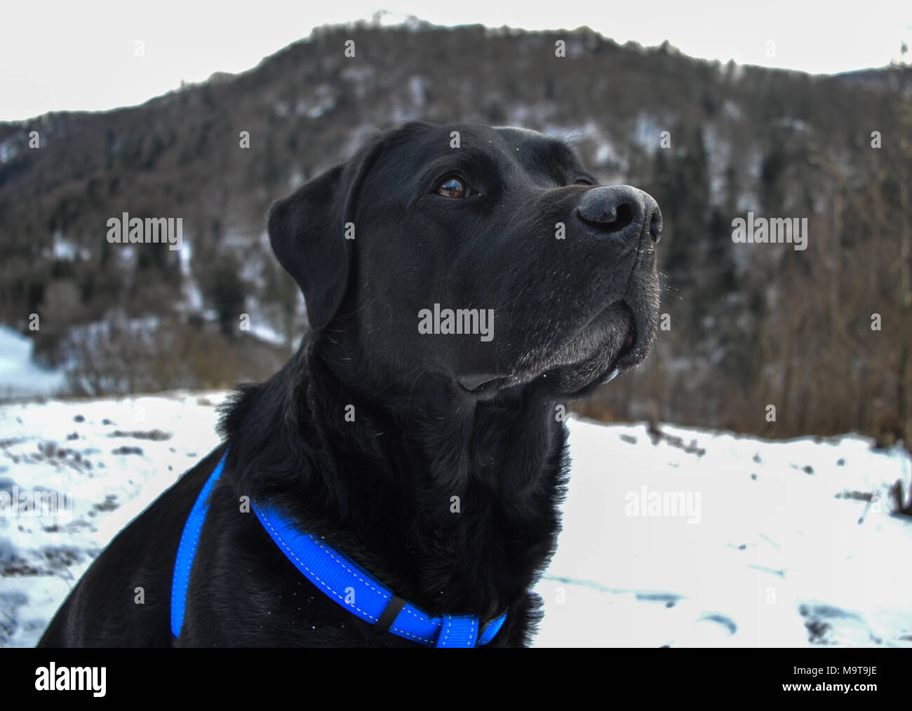 labrador in the snow Stock Photo - Alamy