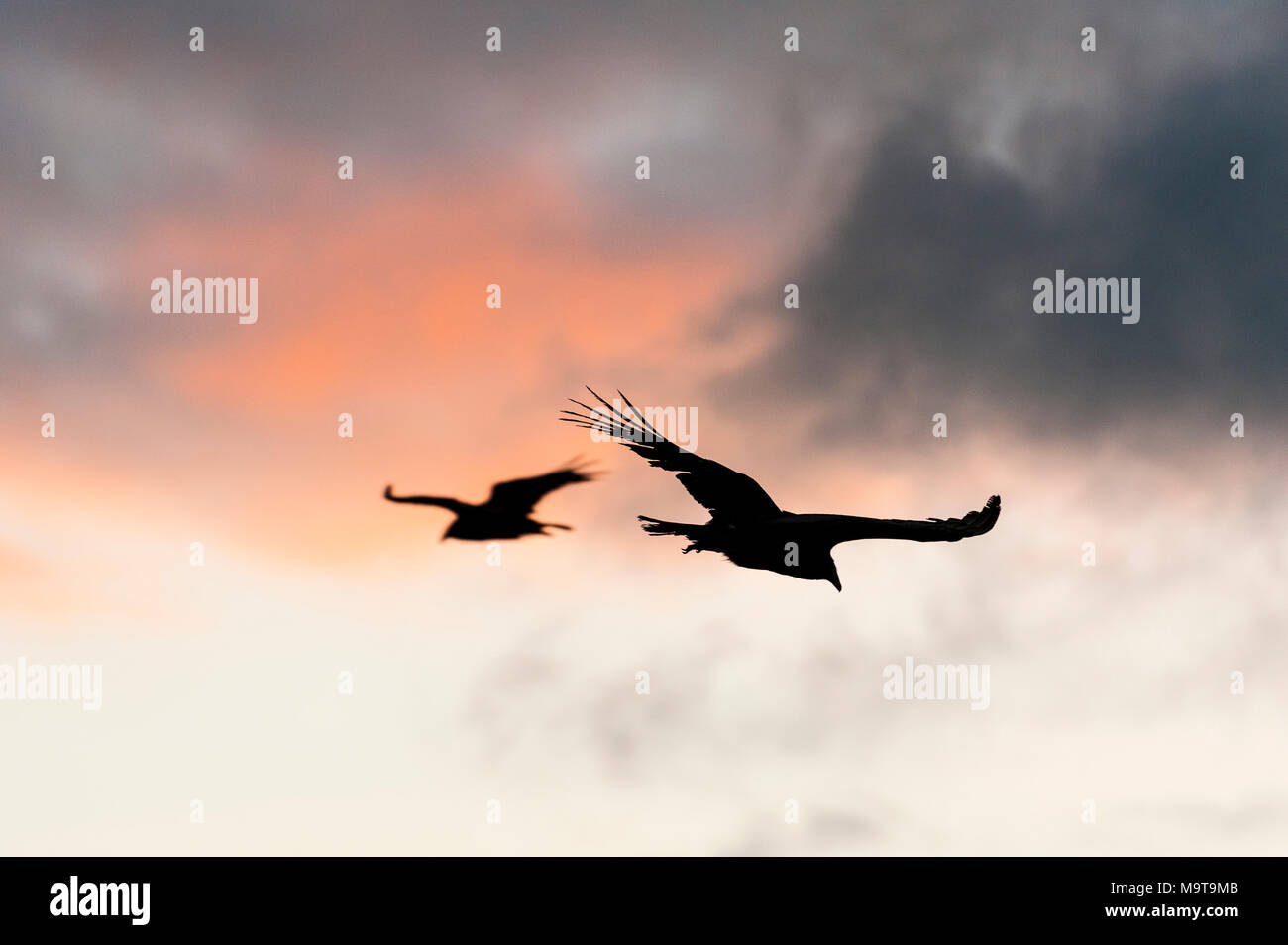 Turkey Vultures silhouette flying against a colorful sunset sky at La