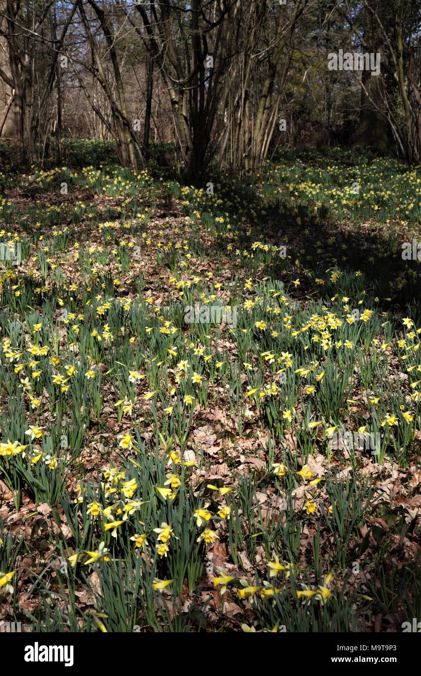 Wild Daffodils in Shaw Common Wood,part of Dymock Woods in