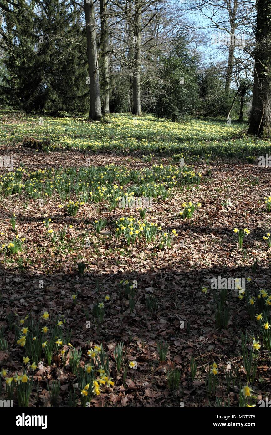 Wild Daffodils in Shaw Common Wood,part of Dymock Woods in