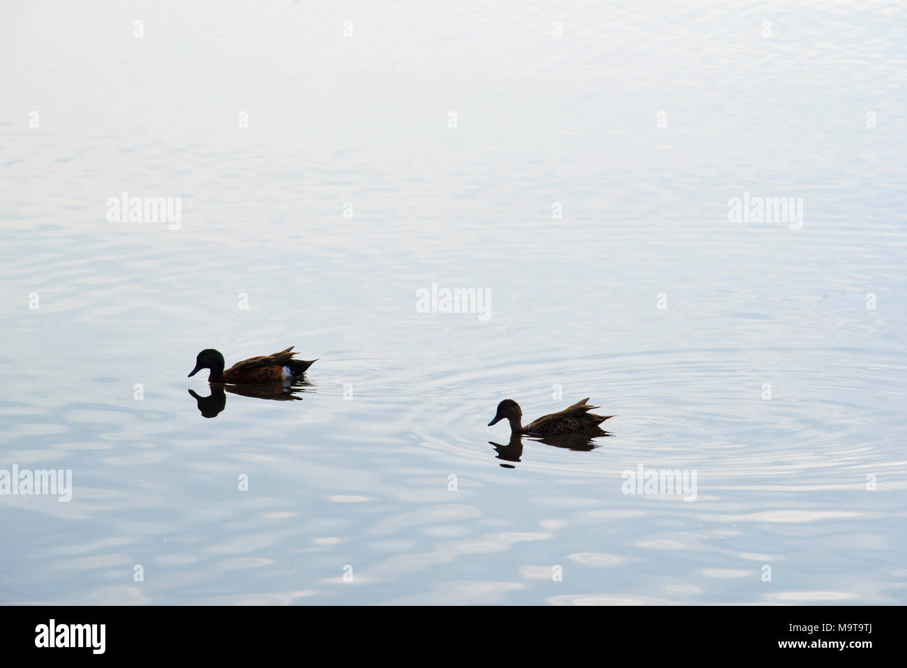 Two native Australian ducks silhouetted on Lake Macquarie in NSW, Australia Stock Photo